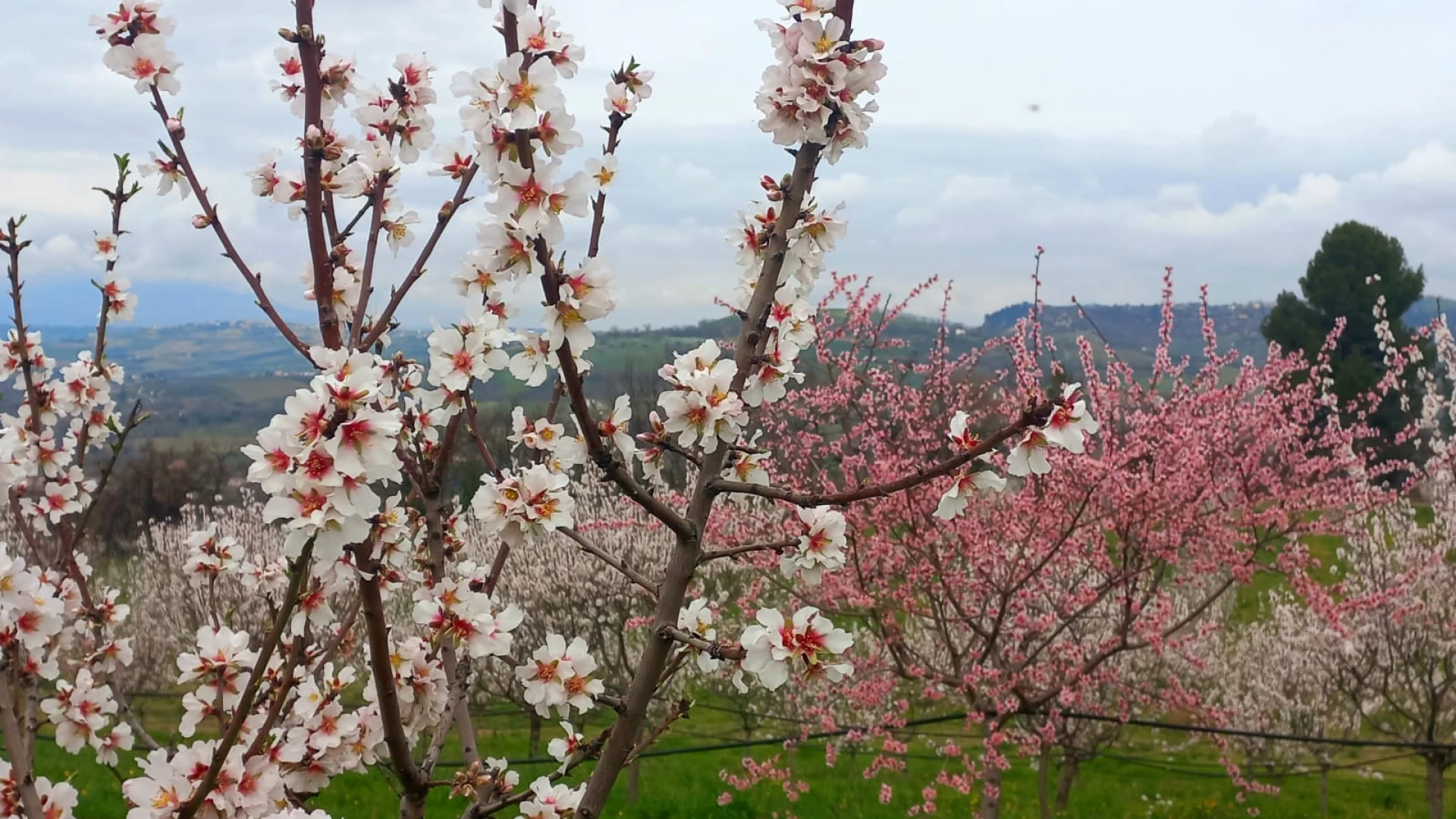 Manoppello (Pescara): all’Alboreto Giancarlo Cipressi il corso fotografico “Fotografiamo un mandorleto in fiore”.